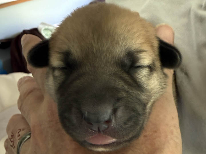 chinook puppy